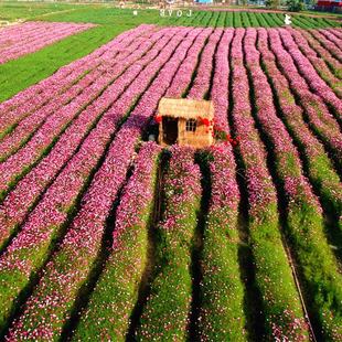 波斯菊花种子格桑花种籽子七彩四季播种开花易活花籽庭院室外花种