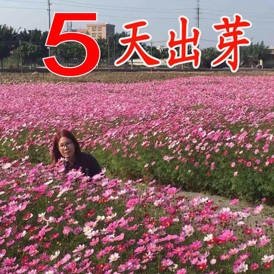 波斯种籽子七彩易活室外混色菊花