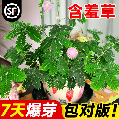 含羞草种孑害羞草种子小盆栽花种籽子四季播种室内易活花卉绿植物
