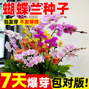 蝴蝶兰种子四季播种易成活多年生花种籽阳台庭院盆栽兰花大苗种籽