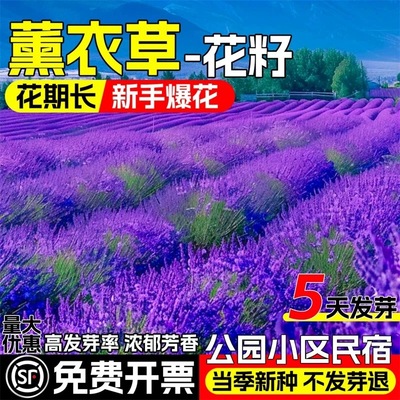 普罗旺斯薰衣草种子盆栽四季播种植物阳台庭院驱蚊薰衣草花籽