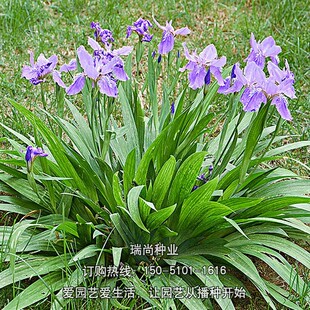 马莲种子草本植物花种籽子马兰种子马蔺种子马莲花种子四季易种