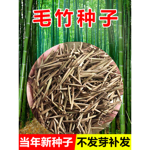 竹子种籽子苗户外绿植庭院紫竹耐热耐寒南北方大型巨龙竹毛竹种籽