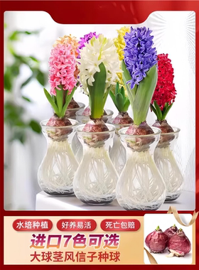 风信子种球水培套装荷兰进口四季水养花卉植物土培盆栽郁金香种子