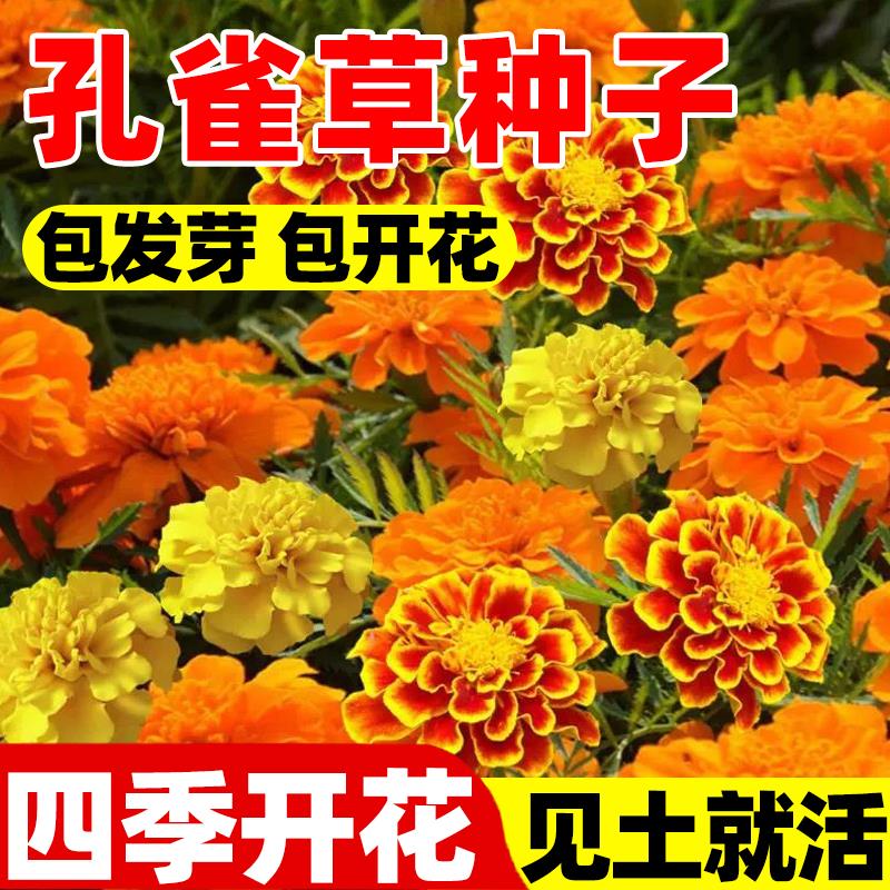 孔雀草花籽万寿菊金盏菊太阳花种籽子孑室外阳台四季矮花播种开花