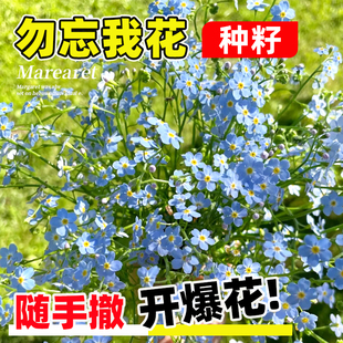 勿忘我种子四季易种花籽宿根多年生勿忘草庭院阳台盆栽花卉花种籽