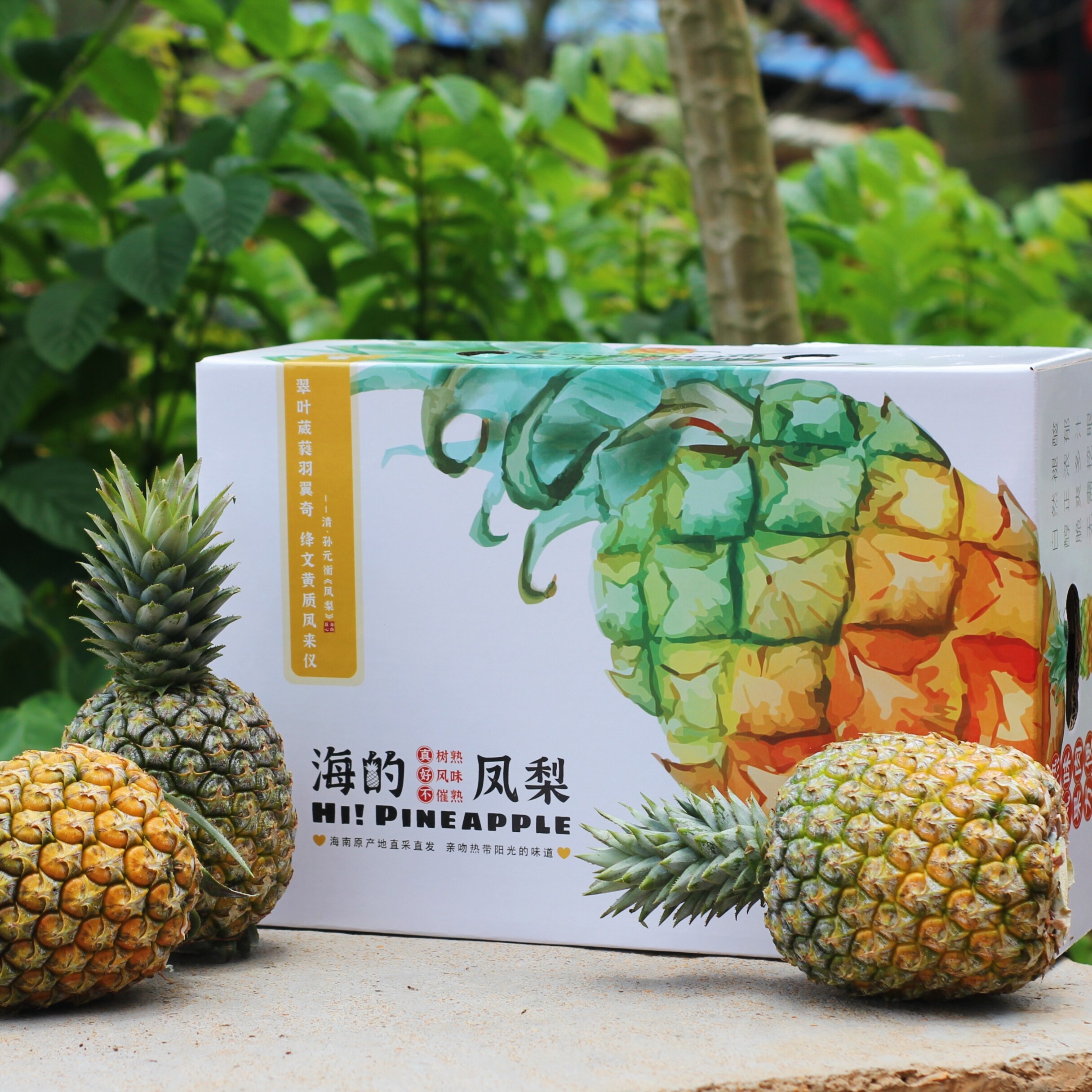 海南芒果凤梨澄迈产区豆浆肥管理顺丰包邮图片