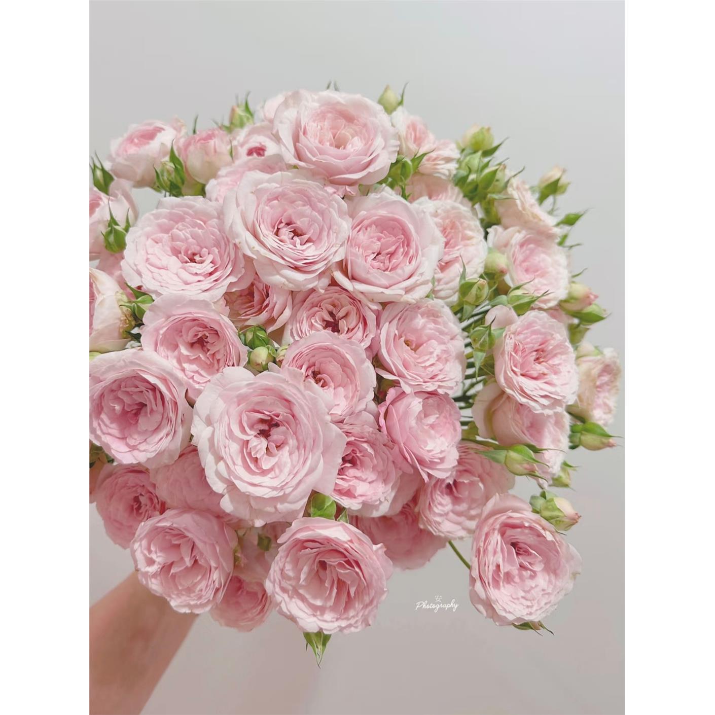 优选多头玫瑰仙子之吻酷