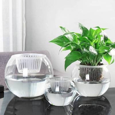 水培植物玻璃瓶透明玻璃花瓶容器绿萝花盆圆球形鱼缸水养大号器皿
