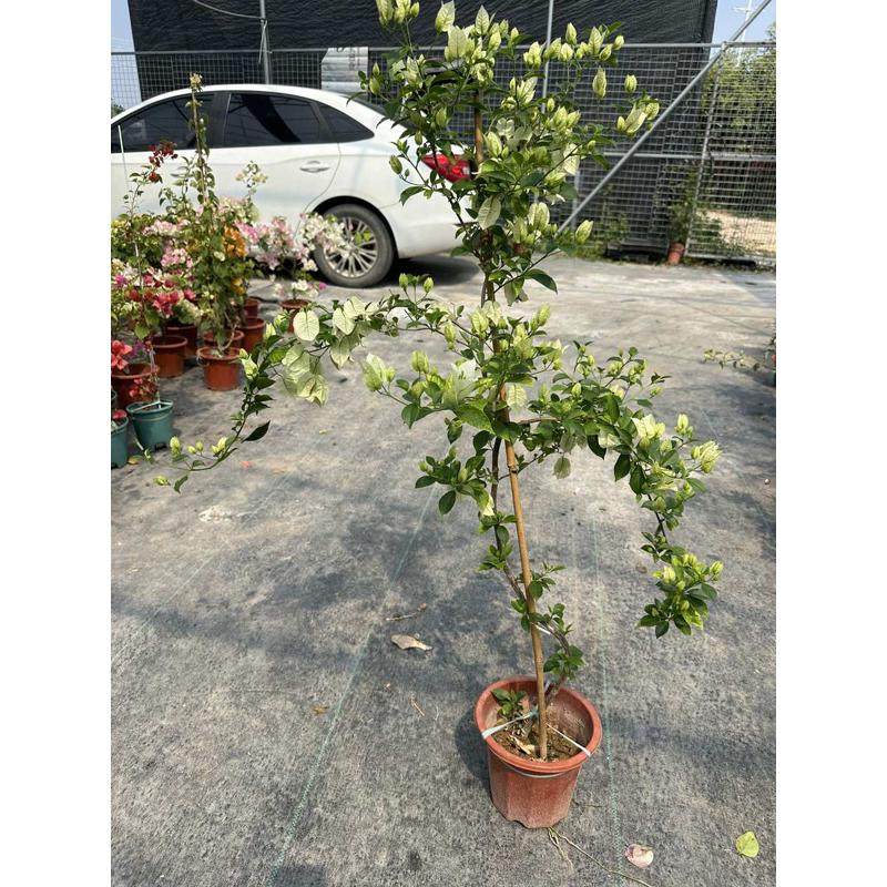 三角梅藤花卉新款勤爬植室内四季带花花阳台白雪公主勤易绿养活