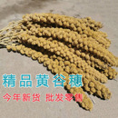 饰摄影谷子 新谷穗天然谷穗黄谷穗小米穗鹦鹉小鸟零食仓鼠笼造景装