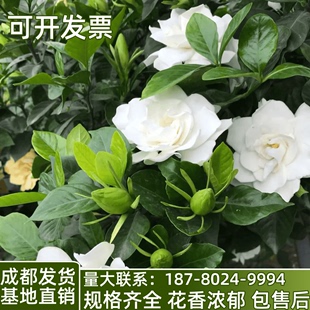 栀子花盆栽室内花卉老桩大棵四季 开花绿植独杆带花苞庭院绿化树苗