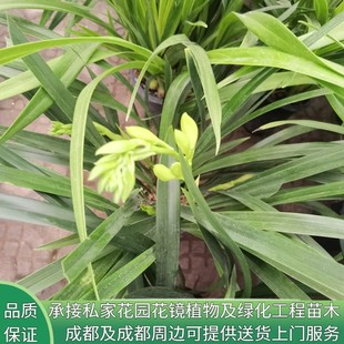 花镜植物蘭花墨兰绿翡翠冬带浓香花苞出售好养高档兰花苗花苗盆栽