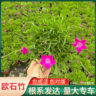 欧石竹盆栽方盘带花盆栽地被绿植物庭院阳台花卉开花草坪新手易养