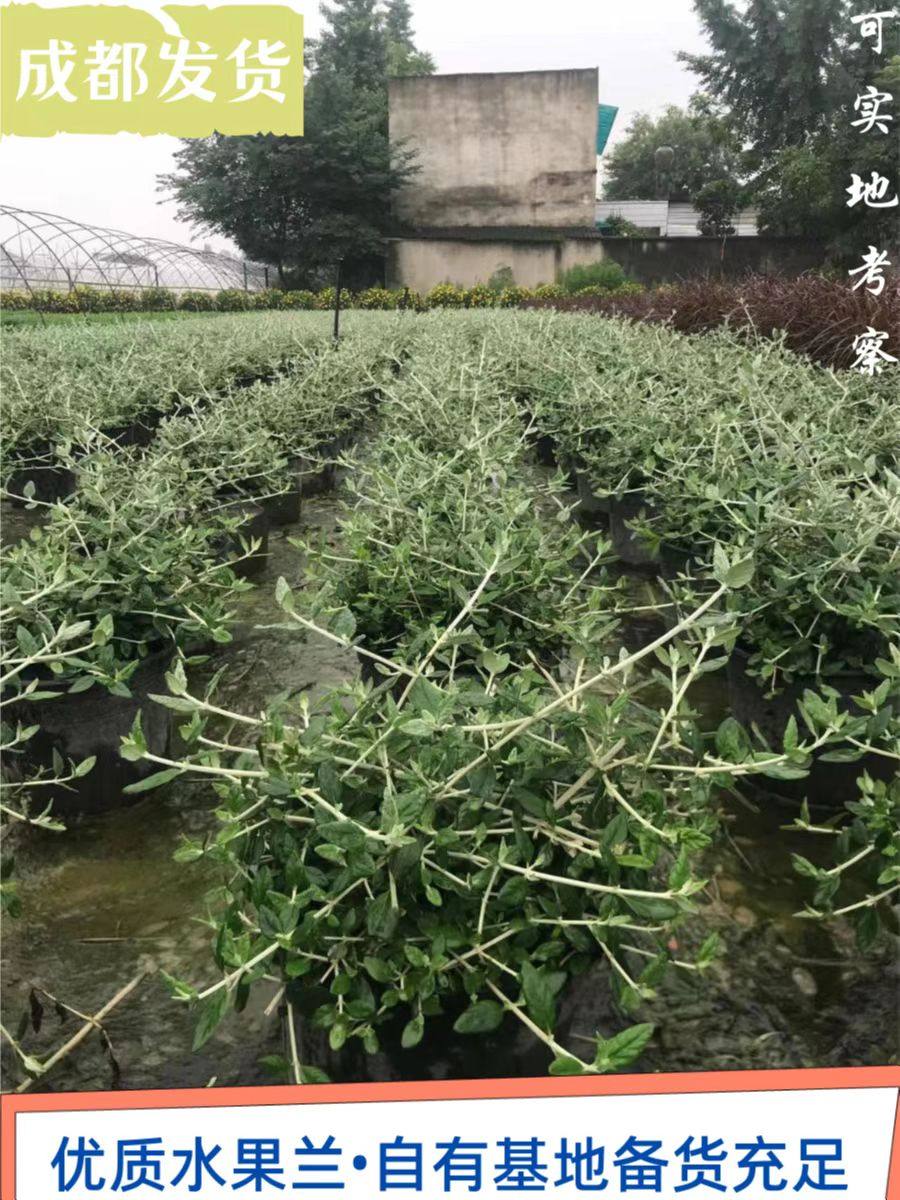 水果兰花卉,水果兰花境(第9页)_大山谷图库