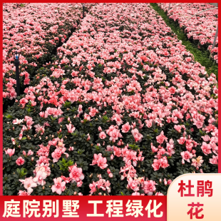 杜鹃花盆栽开花植物干枝西洋杜鹃花苗老桩比利时杜鹃成都直发苗木