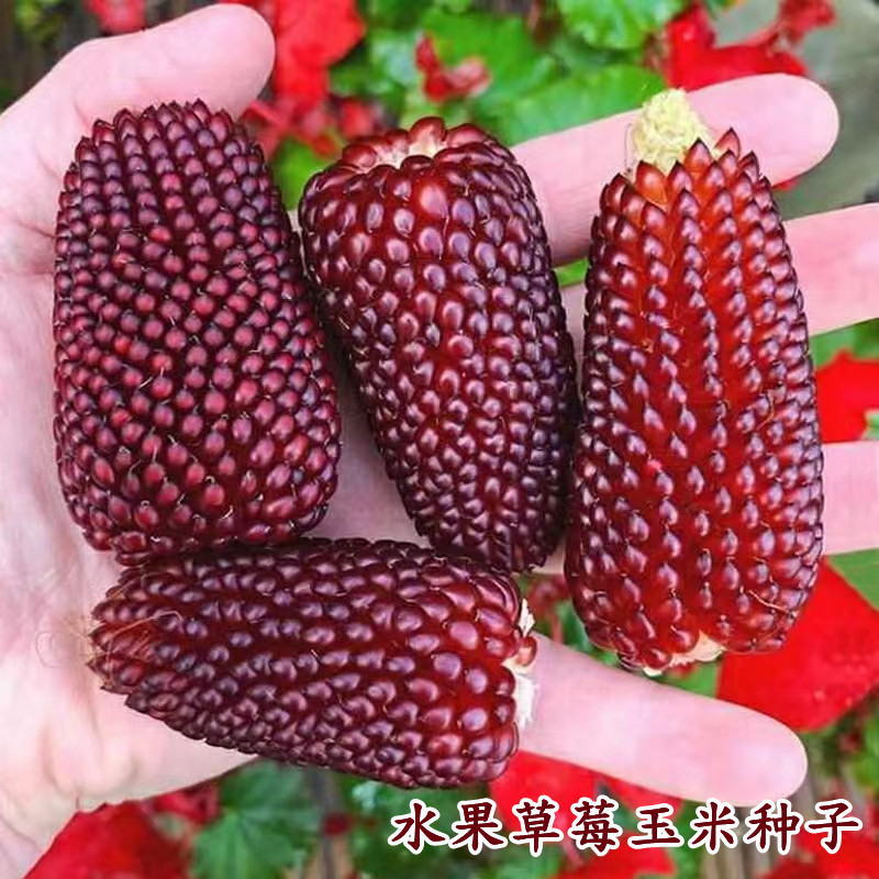 草莓水果甜玉米种子种籽可生食观赏迷你家庭四季盆栽孑菠萝玉米种