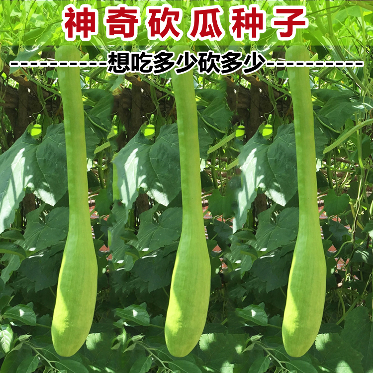 砍瓜种子早熟吊瓜籽青皮嫩南瓜方瓜庭院爬藤蔓菜瓜春秋季蔬菜孑