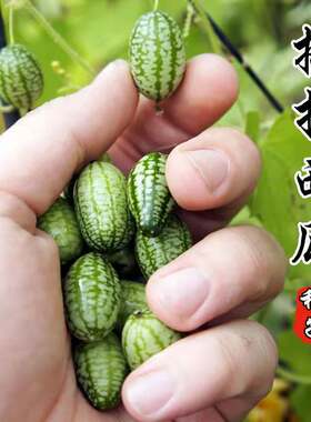 拇指西瓜种子种籽春秋季迷你