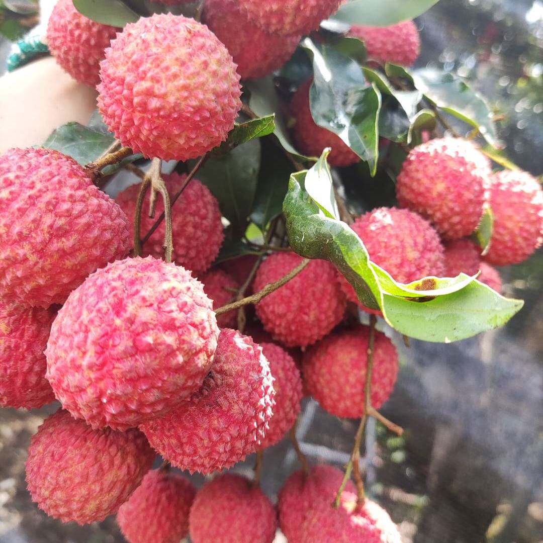 广东增城兰溪桂味荔枝，清甜爽口新鲜采摘产地直发，顺丰(已下市)