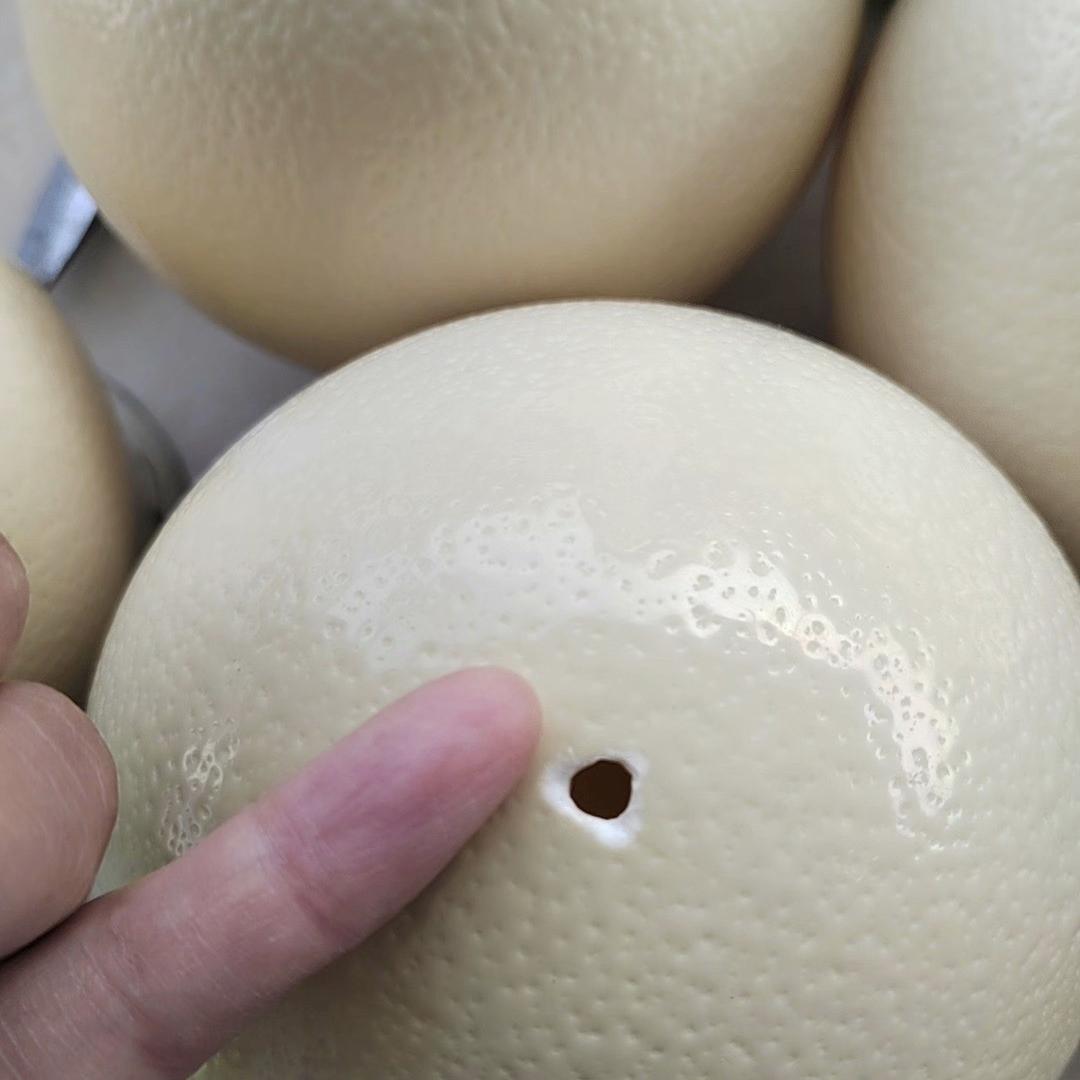 DIY天然鸵鸟蛋壳y绘画练手雕刻摆设恐龙蛋彩蛋品