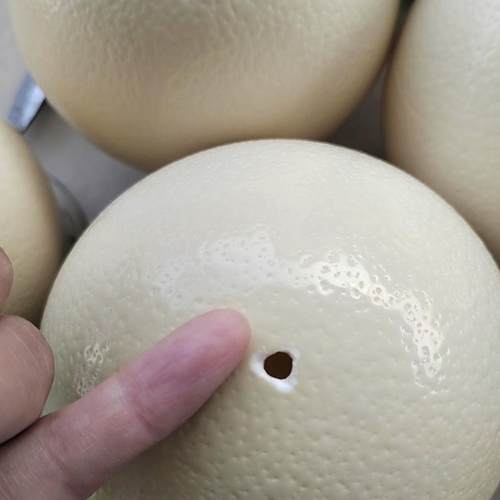 DIY天然鸵鸟蛋壳y绘画练手雕刻摆设恐龙蛋彩蛋品