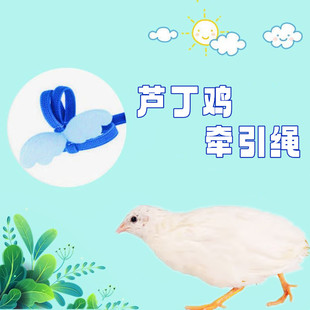 芦丁鸡专用牵引绳防走失外出放飞绳超轻超长遛卢丁鸡用品用具