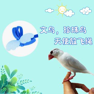 七彩文鸟珍珠鸟放飞绳外出背带牵引遛鸟绳