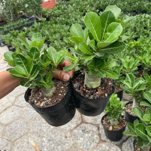 沙漠玫瑰盆栽沙漠玫瑰重瓣四季盆栽耐旱好养活南北方栽植易成活