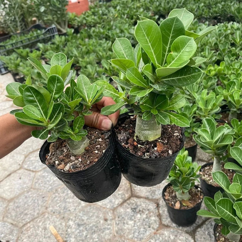 沙漠玫瑰盆栽沙漠玫瑰重瓣四季盆栽耐旱好养活南北方栽植易成活