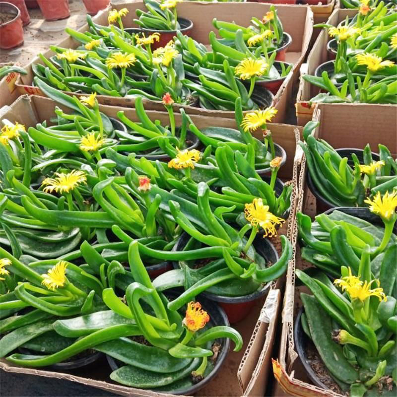 多肉佛手托金阳台盆栽花开花防辐射好养易爆头佛手掌托金肉肉