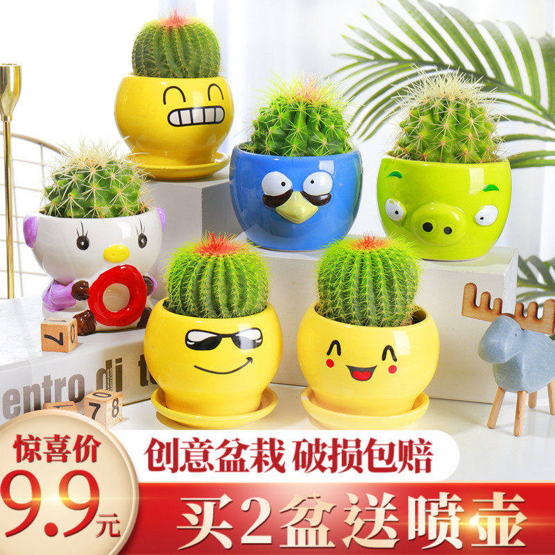 仙人球植物超大花卉小盆栽办公室内桌面仙人掌苗多肉盆景,鲜花速递/花卉仿真/绿植园艺,多肉植物,淘宝优惠券,粉丝福利购,淘宝优惠卷