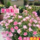天荷繁星月季 花苗盆栽带花苞耐寒花卉绿植物室内好养四季 开花天河