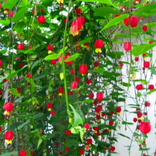 灯笼花盆栽四季开花爬藤植物蔓性风铃花苗室内外庭院攀援花卉绿植
