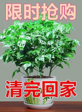 正品清仓镇宅幸福树盆栽平安树原盆原土发财树室内绿植家居