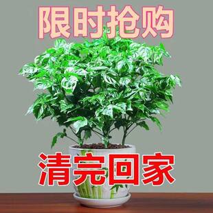 正品 清仓镇宅幸福树盆栽平安树原盆原土发财树室内绿植家居