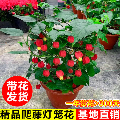 灯笼花盆栽带花苞四季开花爬藤植物客厅庭院花卉绿植室内风铃花苗