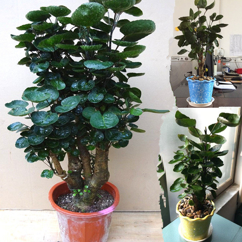 福禄桐金钱兜盆栽大树老桩盆景客厅室内四季常青花卉盆栽绿植