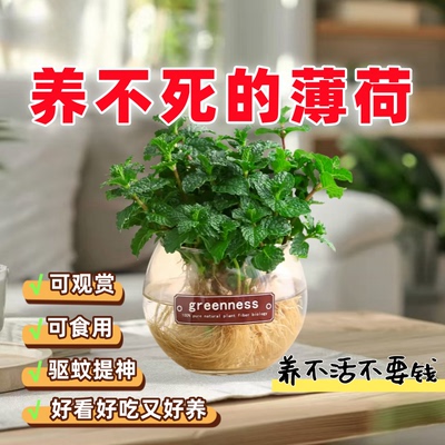 留兰香薄荷苗可食用植物办公室内室外驱蚊耐寒绿植好养常绿
