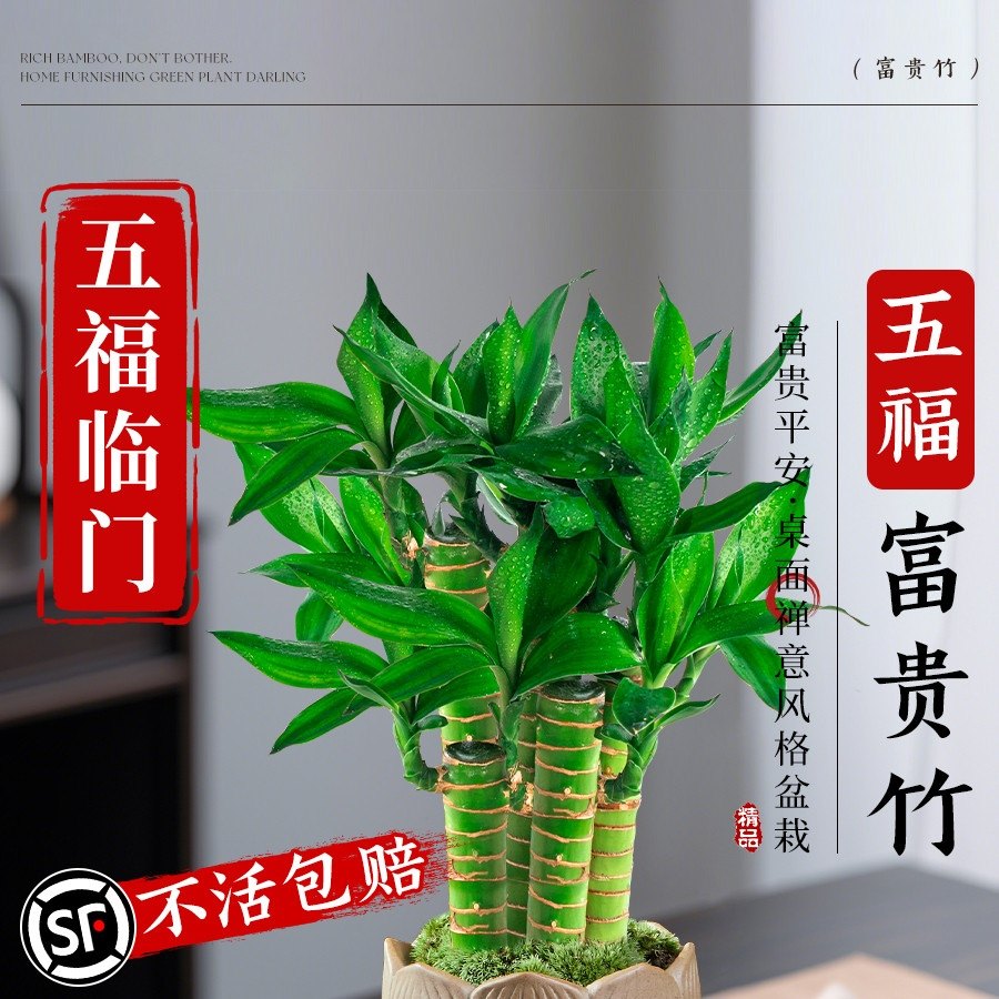 富贵竹植物客厅招财文昌竹盆栽中式盆景观音竹子室内绿植,鲜花速递/花卉仿真/绿植园艺,造型盆景,淘宝优惠券,粉丝福利购,淘宝优惠卷