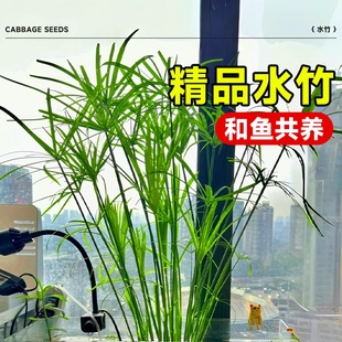 鱼缸专用水竹水培植物和鱼共养净化水质水草乌龟缸造景绿植旱伞草