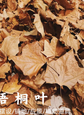 梧桐树干枯树叶梧桐叶diy标本塑造场景店内摆饰景区铺饰自然落叶