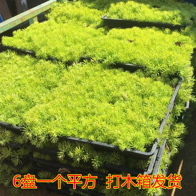 佛甲草苗屋顶绿化草皮坪金叶黄金佛甲草万年草景天过路黄常青植物