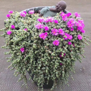 碧玉莲多肉奔龙碧鱼莲开花植物群生易爆盆防辐射吸甲醛办公室盆栽