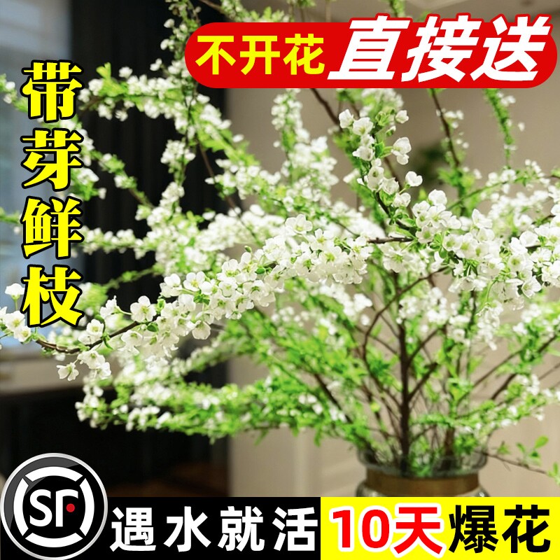雪柳鲜枝带粗干枝花苞现室内水培绿植物真花好养枯木逢春客厅阳台