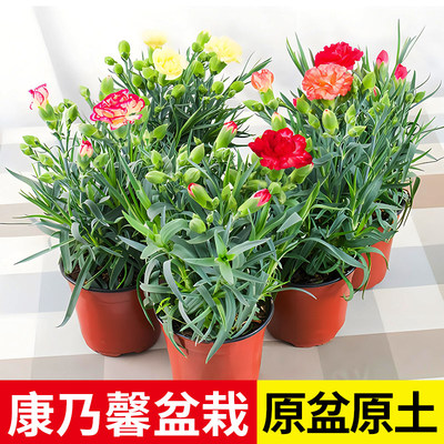 康乃馨盆栽带花苞四季开花夏季阳台盆栽花卉植物室内花石竹花苗
