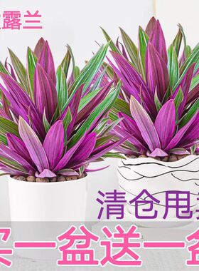 紫露兰盆栽紫色吊兰水培土培花卉好养活植物四季常青净化空气绿植