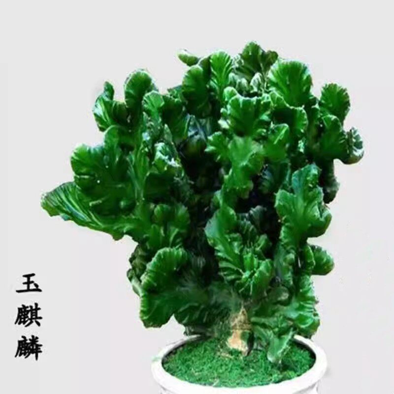 玉麒麟盆栽办公室桌面摆件招财树盆景彩麒麟龙骨植物室内阳台多肉图片