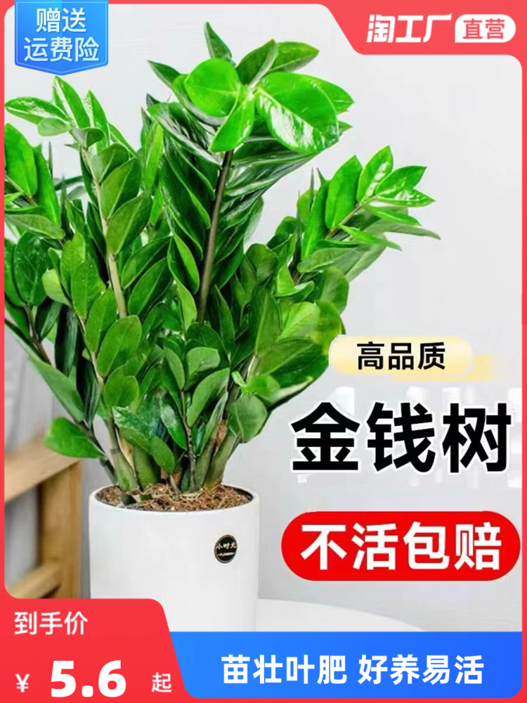 植物客厅好养金钱树花卉金钱树