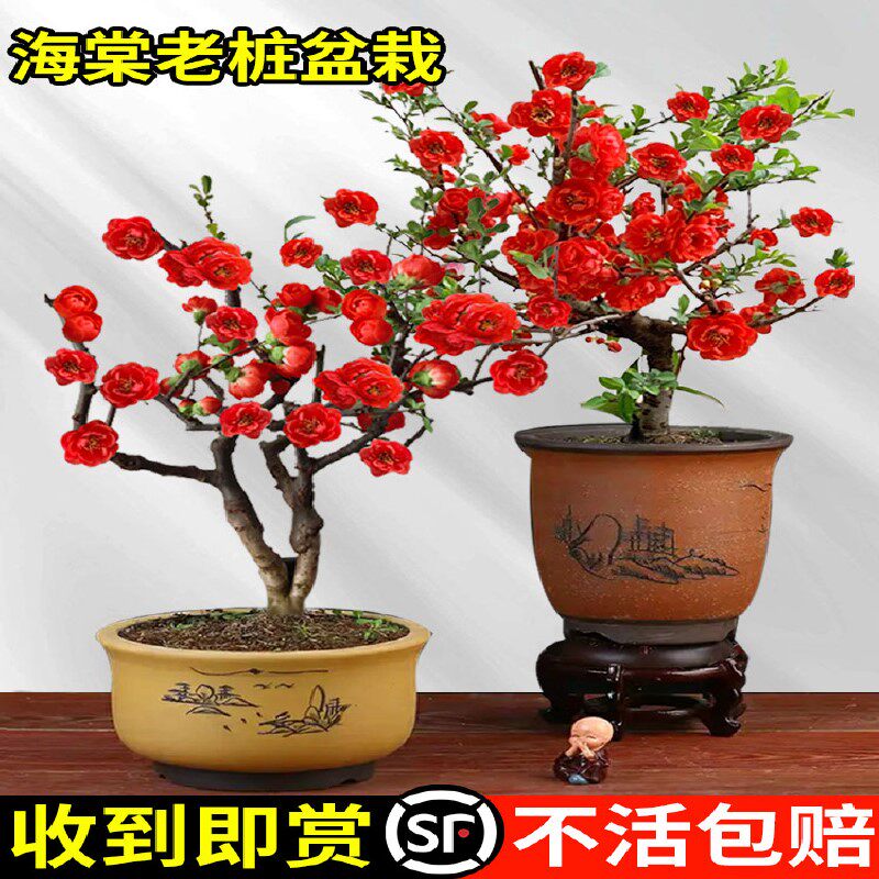 四季海棠花盆栽树苗重瓣花卉盆景老桩室内阳台庭院易活开花植物蓝